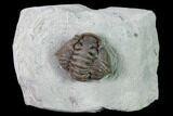Huge, Wide Enrolled Flexicalymene Trilobite - Ohio #135532-1